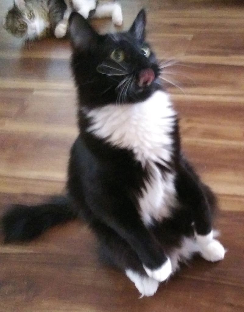 Blackjack (Bandit), an adoptable Domestic Short Hair in Palmer, AK, 99645 | Photo Image 4