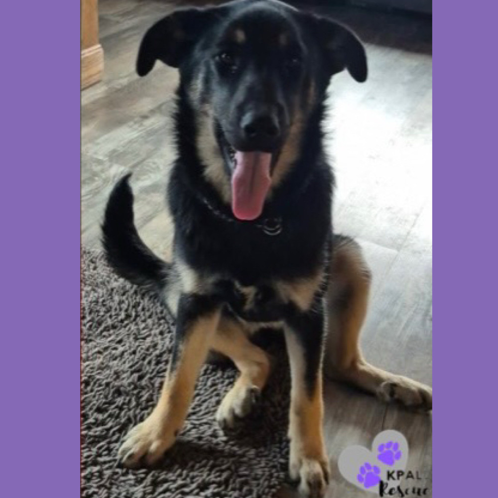 Snow Angel - Fun in the Snow Litter, an adoptable Mixed Breed in Kenai, AK, 99611 | Photo Image 2