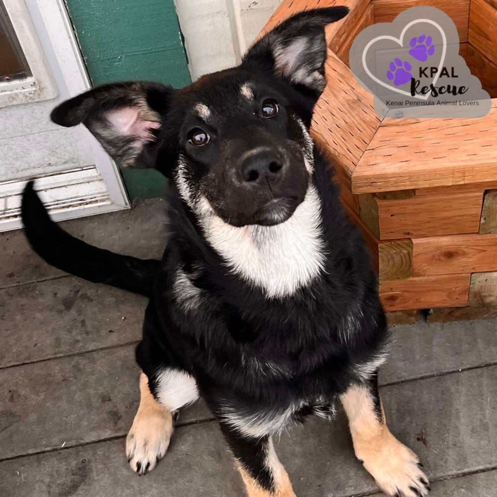 Snow Angel - Fun in the Snow Litter, an adoptable Mixed Breed in Kenai, AK, 99611 | Photo Image 3