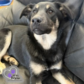 Snow Angel - Fun in the Snow Litter, an adoptable Mixed Breed in Kenai, AK, 99611 | Photo Image 4