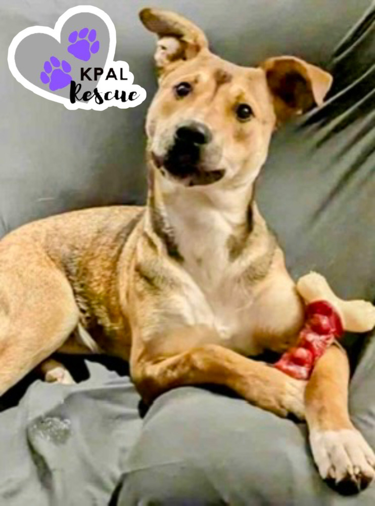 Sergio - Blue Jeans Litter, an adoptable Australian Cattle Dog / Blue Heeler, Pit Bull Terrier in Kenai, AK, 99611 | Photo Image 1
