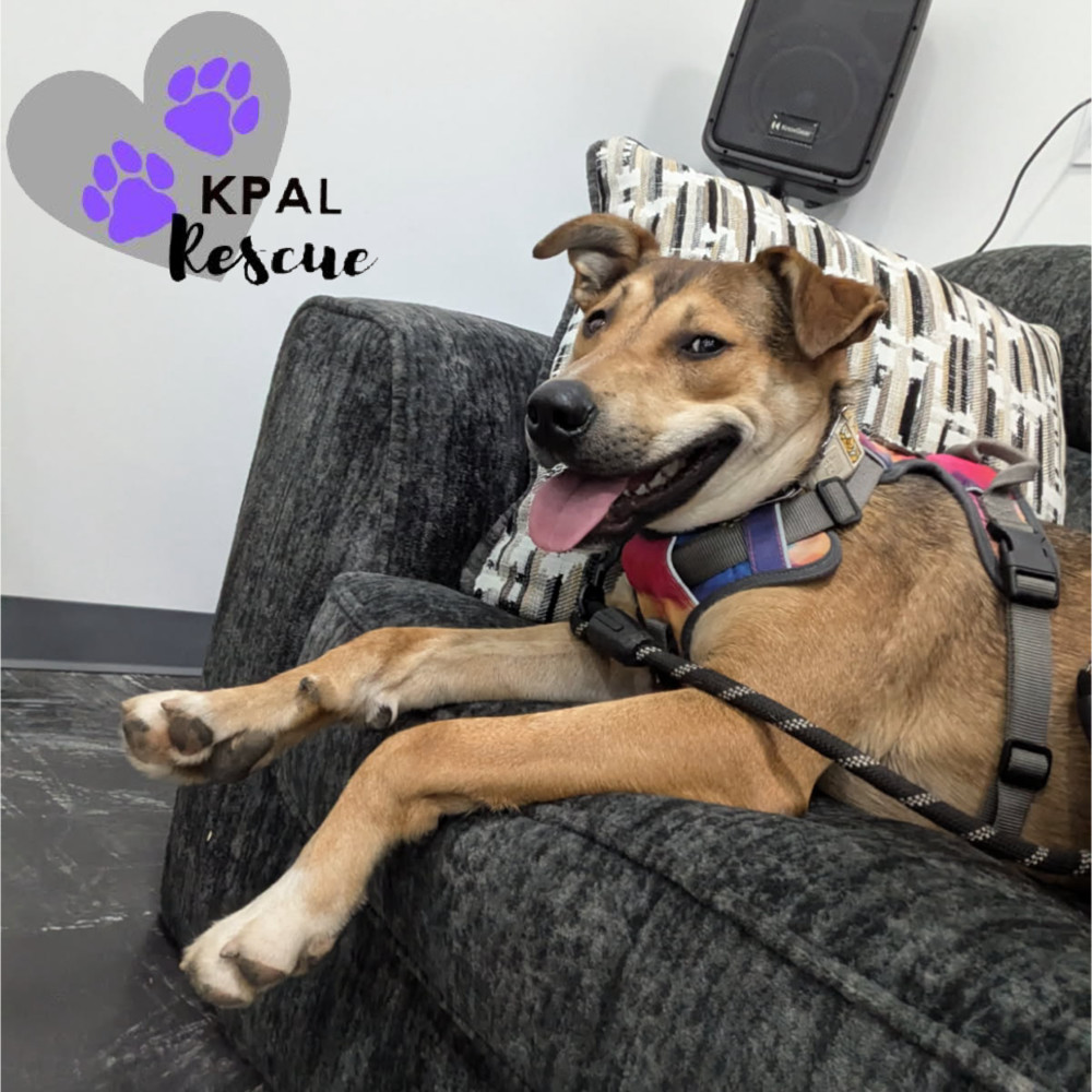 Sergio - Blue Jeans Litter, an adoptable Australian Cattle Dog / Blue Heeler, Pit Bull Terrier in Kenai, AK, 99611 | Photo Image 1