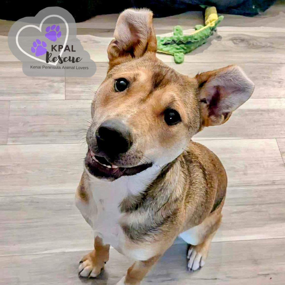Sergio - Blue Jeans Litter, an adoptable Australian Cattle Dog / Blue Heeler, Pit Bull Terrier in Kenai, AK, 99611 | Photo Image 3