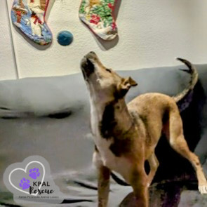 Sergio - Blue Jeans Litter, an adoptable Australian Cattle Dog / Blue Heeler, Pit Bull Terrier in Kenai, AK, 99611 | Photo Image 4