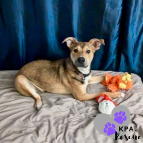 Sergio - Blue Jeans Litter, an adoptable Australian Cattle Dog / Blue Heeler, Pit Bull Terrier in Kenai, AK, 99611 | Photo Image 5