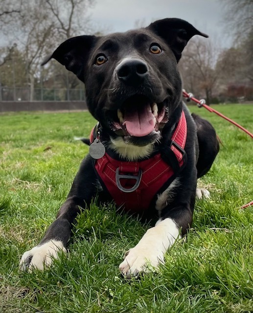 Fox, an adoptable German Shorthaired Pointer, Pit Bull Terrier in Chico, CA, 95928 | Photo Image 1