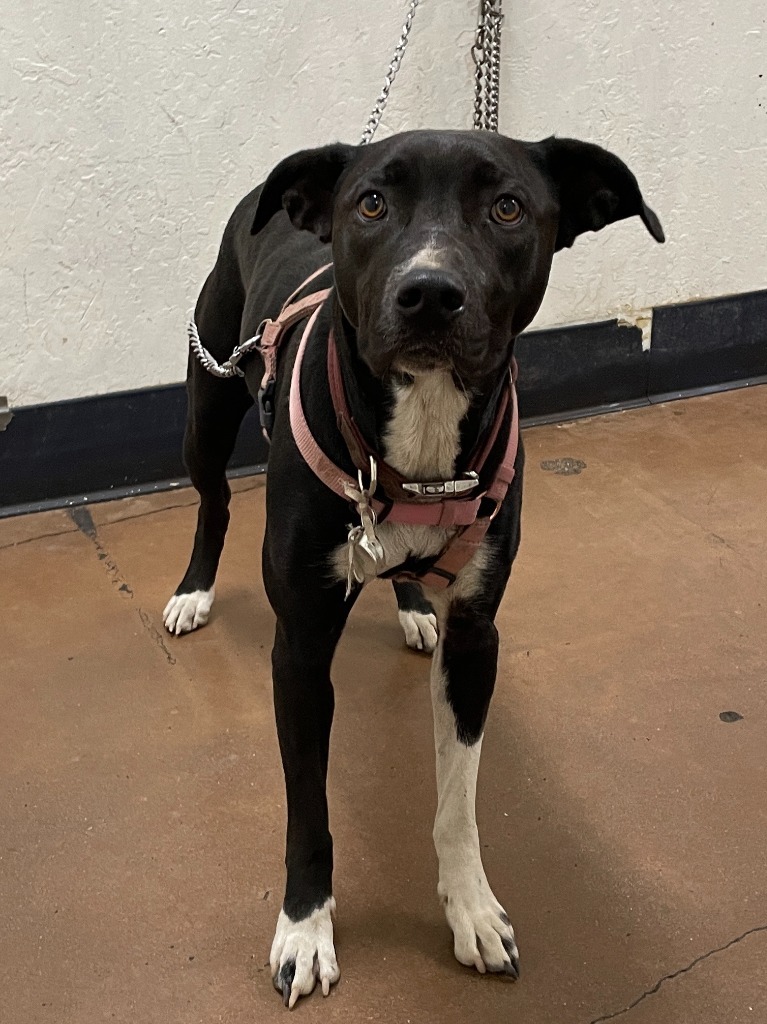 Fox, an adoptable German Shorthaired Pointer, Pit Bull Terrier in Chico, CA, 95928 | Photo Image 2
