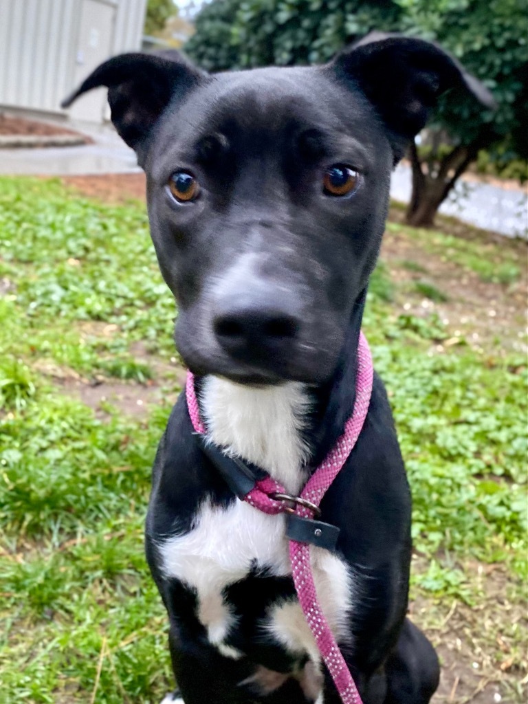 Fox, an adoptable German Shorthaired Pointer, Pit Bull Terrier in Chico, CA, 95928 | Photo Image 3