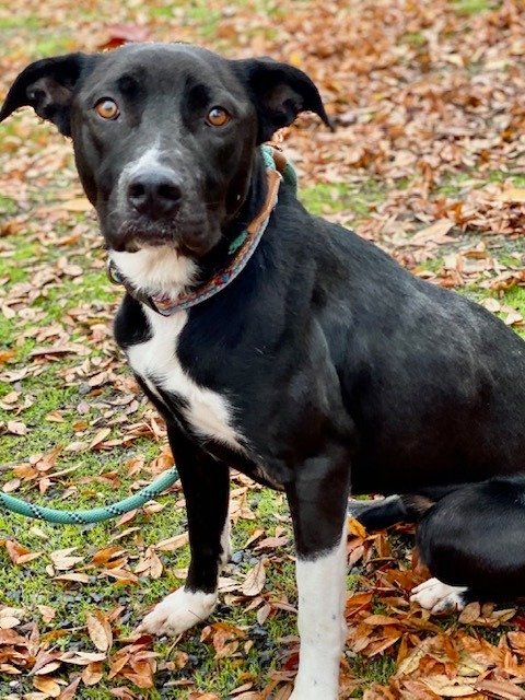 Fox, an adoptable German Shorthaired Pointer, Pit Bull Terrier in Chico, CA, 95928 | Photo Image 4