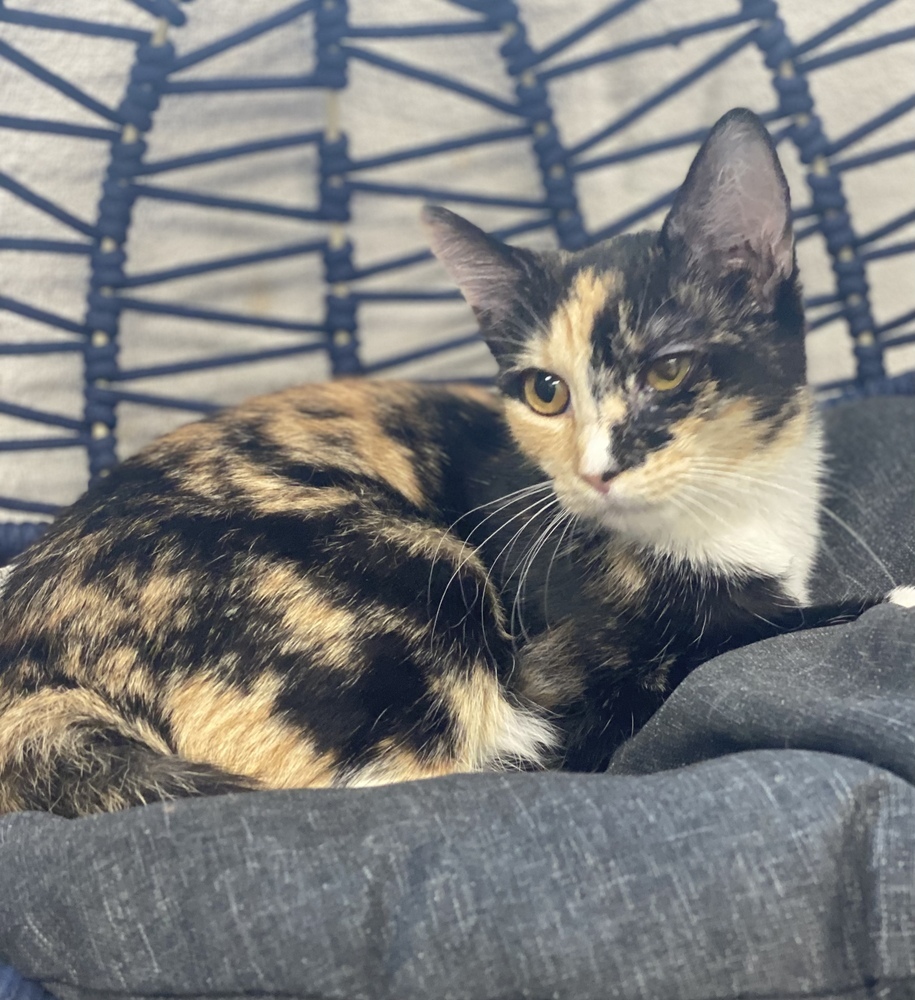 Sakina, an adoptable Calico in Panama City Beach, FL, 32408 | Photo Image 4
