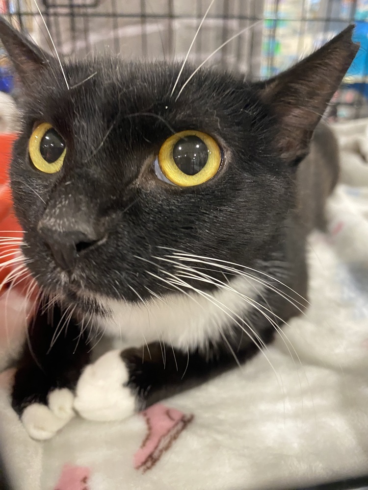 Miss Willow, an adoptable Domestic Short Hair in Panama City Beach, FL, 32408 | Photo Image 1