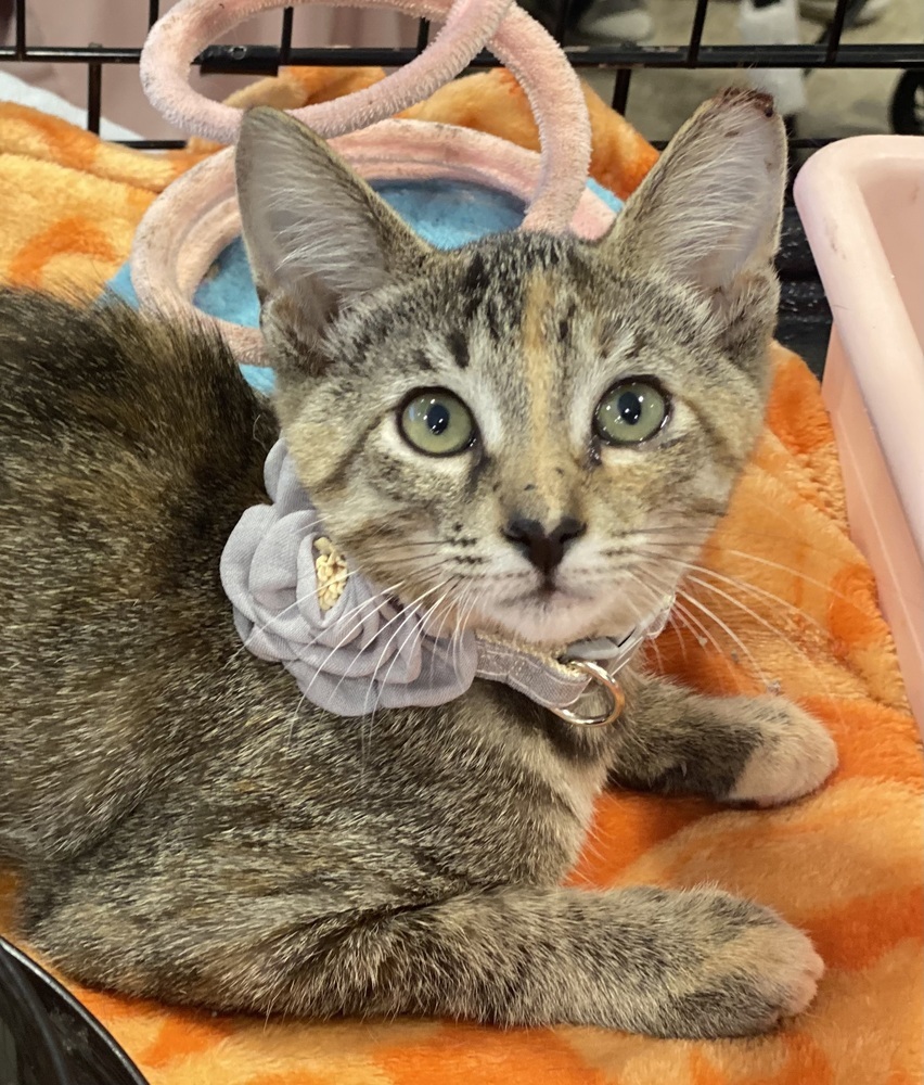 Tiny, an adoptable Tabby in Panama City Beach, FL, 32408 | Photo Image 1