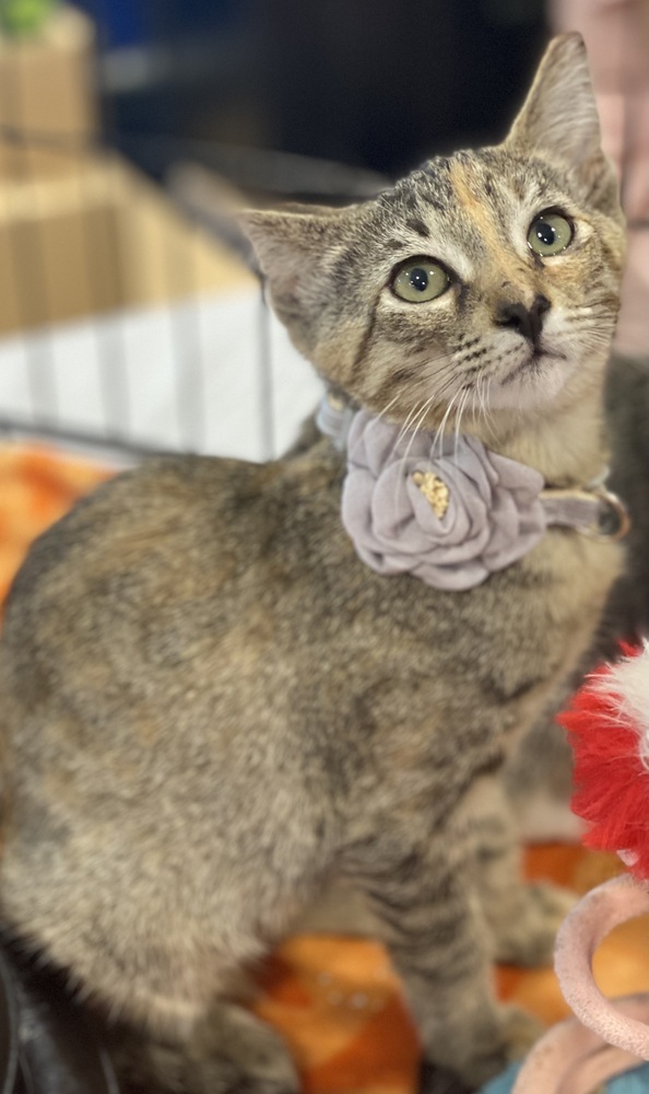Tiny, an adoptable Tabby in Panama City Beach, FL, 32408 | Photo Image 2
