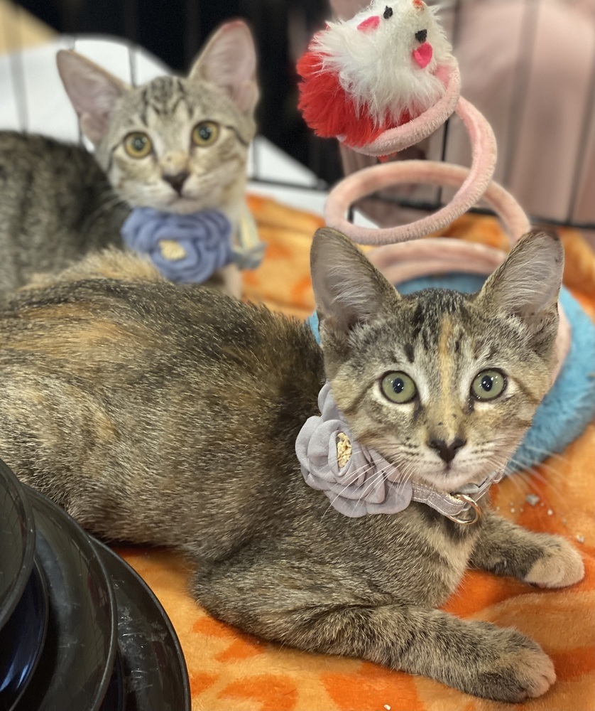 Tiny, an adoptable Tabby in Panama City Beach, FL, 32408 | Photo Image 3