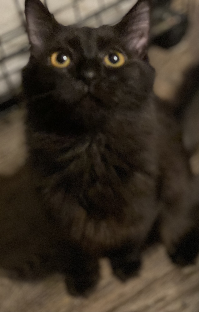 Samara