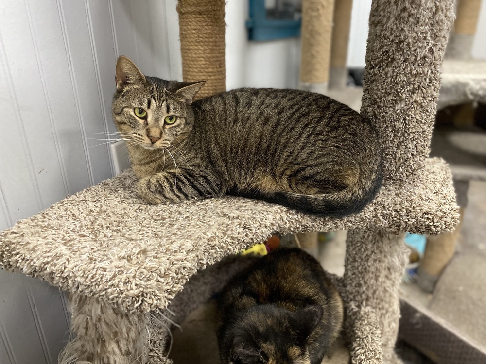 Jules, an adoptable Tabby in Panama City Beach, FL, 32408 | Photo Image 1