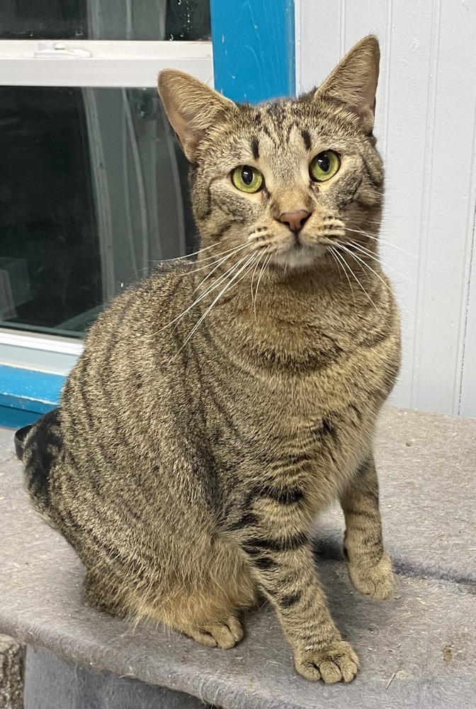 Jules, an adoptable Tabby in Panama City Beach, FL, 32408 | Photo Image 2