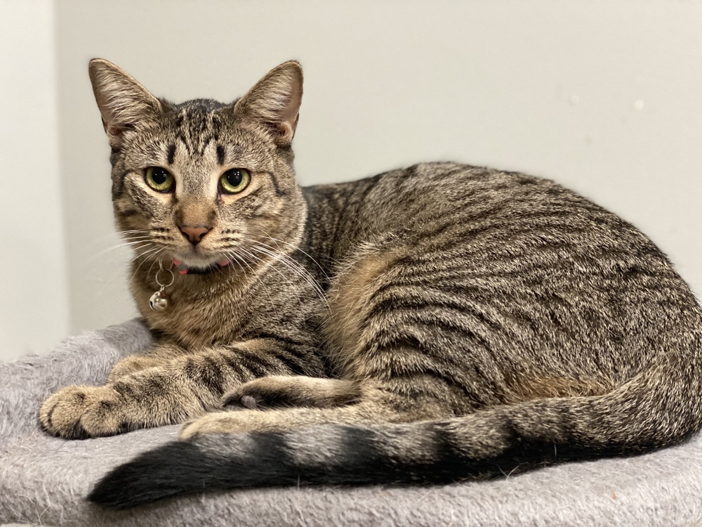 Jules, an adoptable Tabby in Panama City Beach, FL, 32408 | Photo Image 3