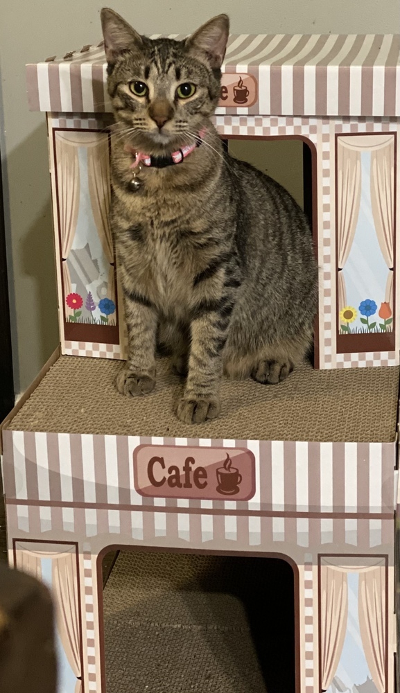 Jules, an adoptable Tabby in Panama City Beach, FL, 32408 | Photo Image 4