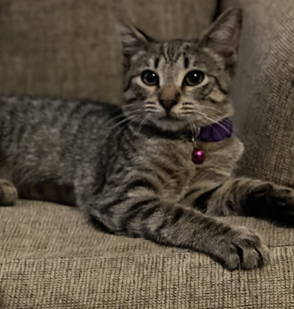 Jules, an adoptable Tabby in Panama City Beach, FL, 32408 | Photo Image 5