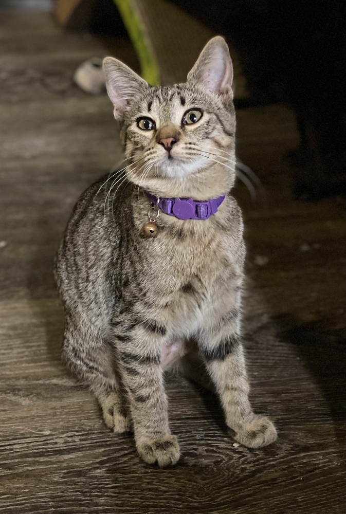 Jules, an adoptable Tabby in Panama City Beach, FL, 32408 | Photo Image 6