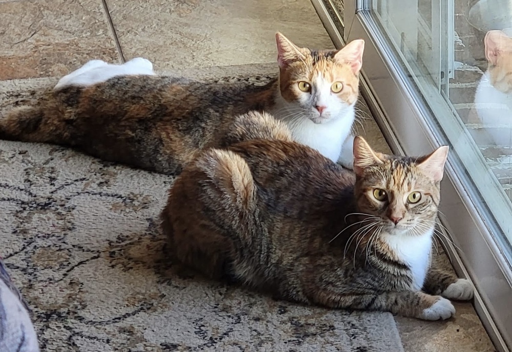 Pip, an adoptable Tabby, Calico in Panama City Beach, FL, 32408 | Photo Image 1