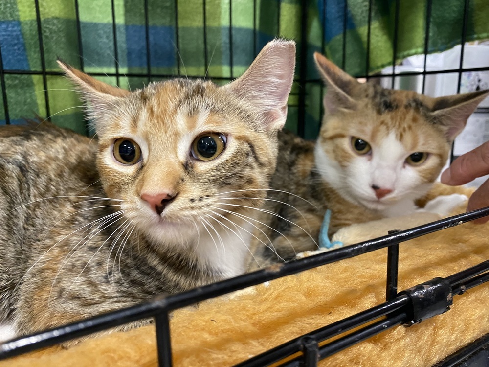 Pip, an adoptable Tabby, Calico in Panama City Beach, FL, 32408 | Photo Image 3