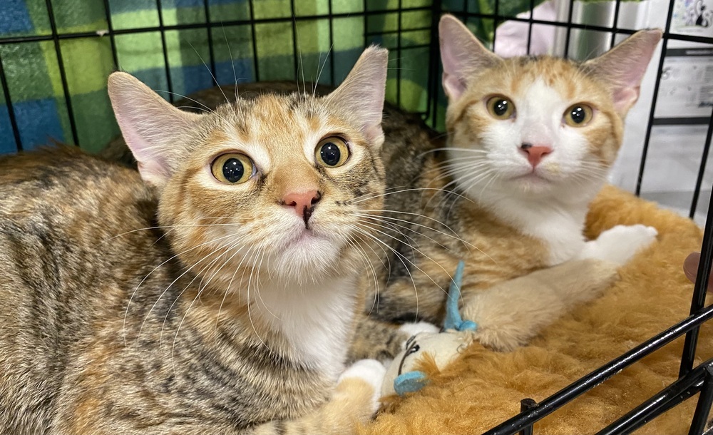Pip, an adoptable Tabby, Calico in Panama City Beach, FL, 32408 | Photo Image 4
