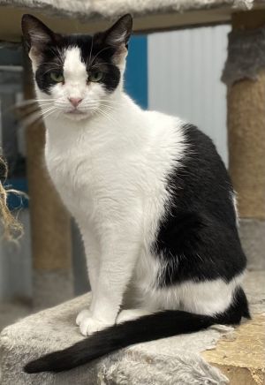 Raya, Adult Female Domestic Short Hair