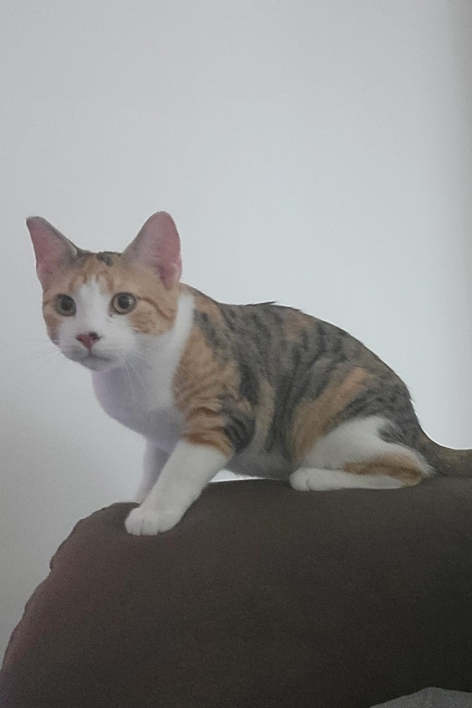 Pansy, an adoptable Tabby, Calico in Panama City Beach, FL, 32408 | Photo Image 2