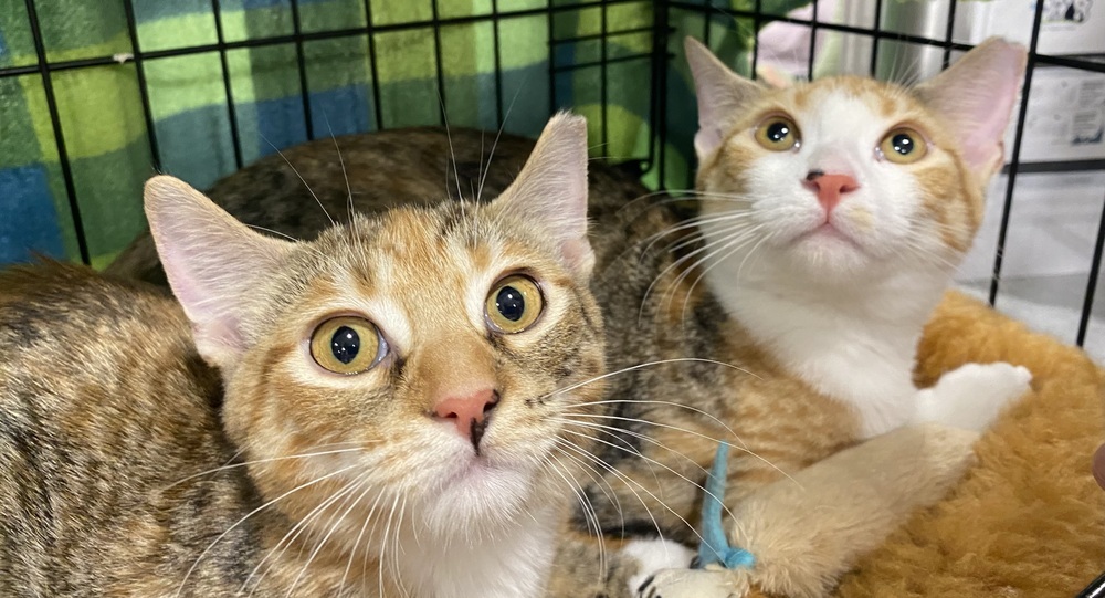 Pansy, an adoptable Tabby, Calico in Panama City Beach, FL, 32408 | Photo Image 3