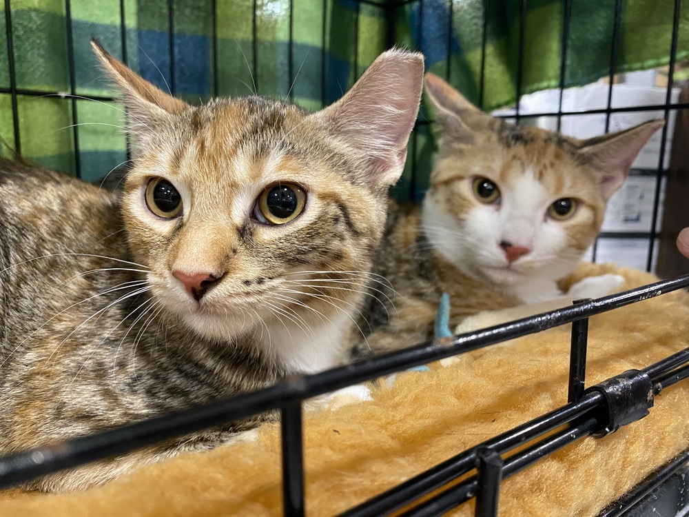 Pansy, an adoptable Tabby, Calico in Panama City Beach, FL, 32408 | Photo Image 5