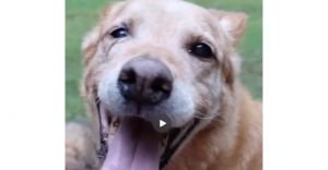Jordan, Senior Male German Shepherd Dog