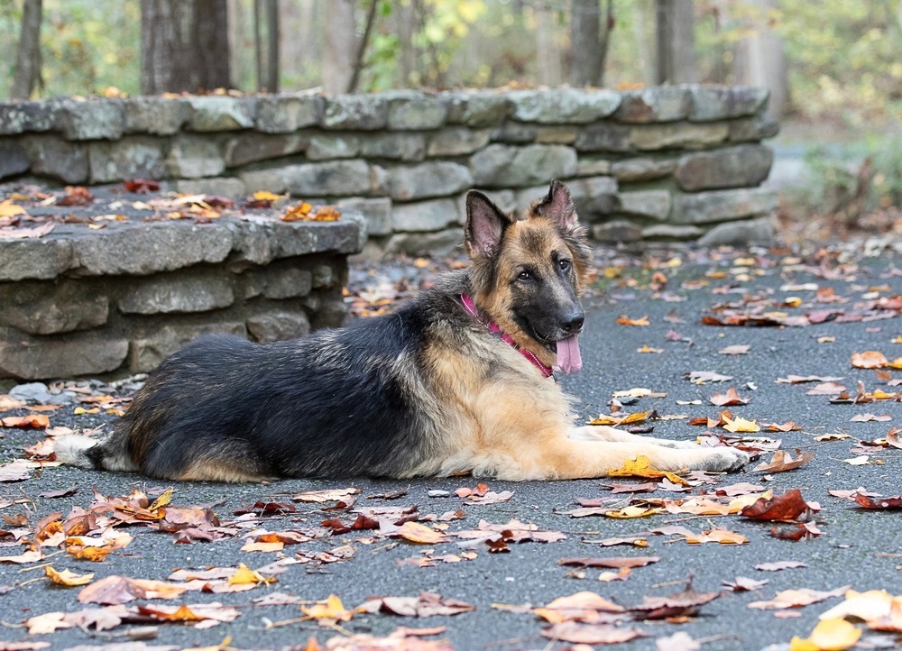 Bella Rose