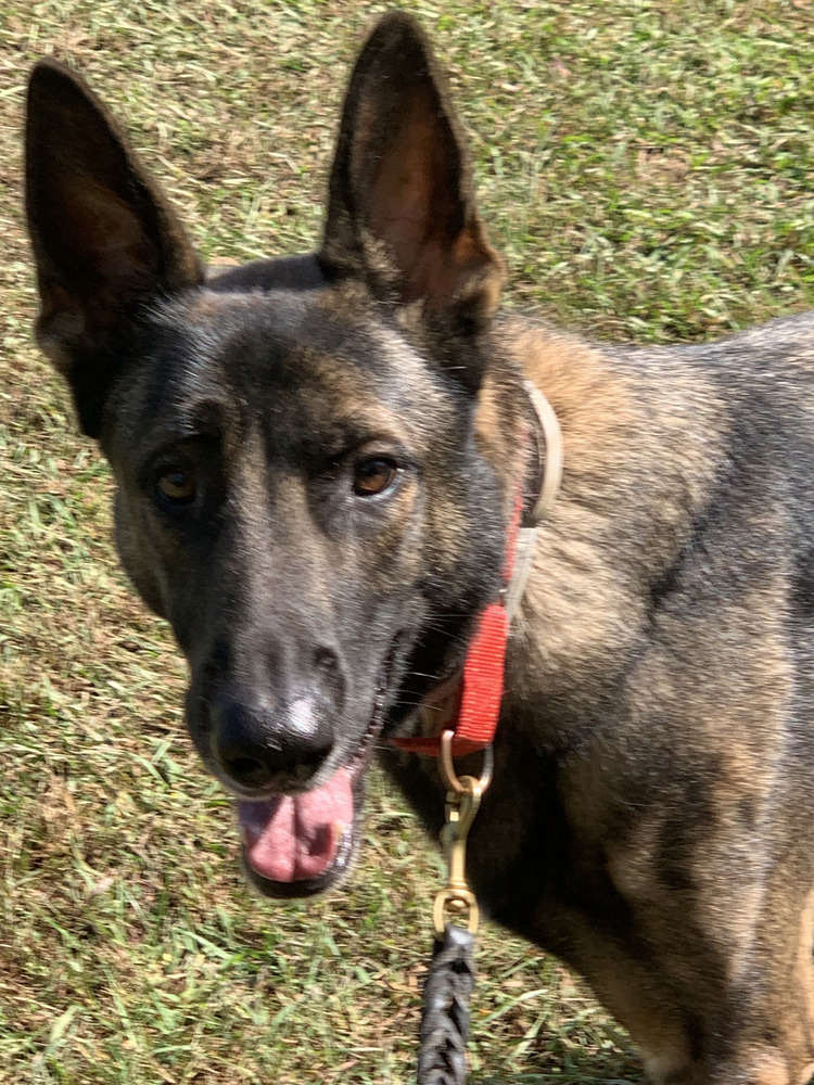 Ruger