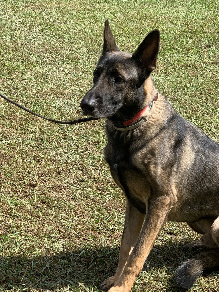 Ruger