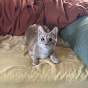 Oliver, Young Male Domestic Short Hair