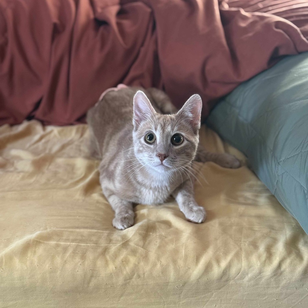 Oliver, an adoptable Domestic Short Hair in Spring Hill, KS, 66083 | Photo Image 1