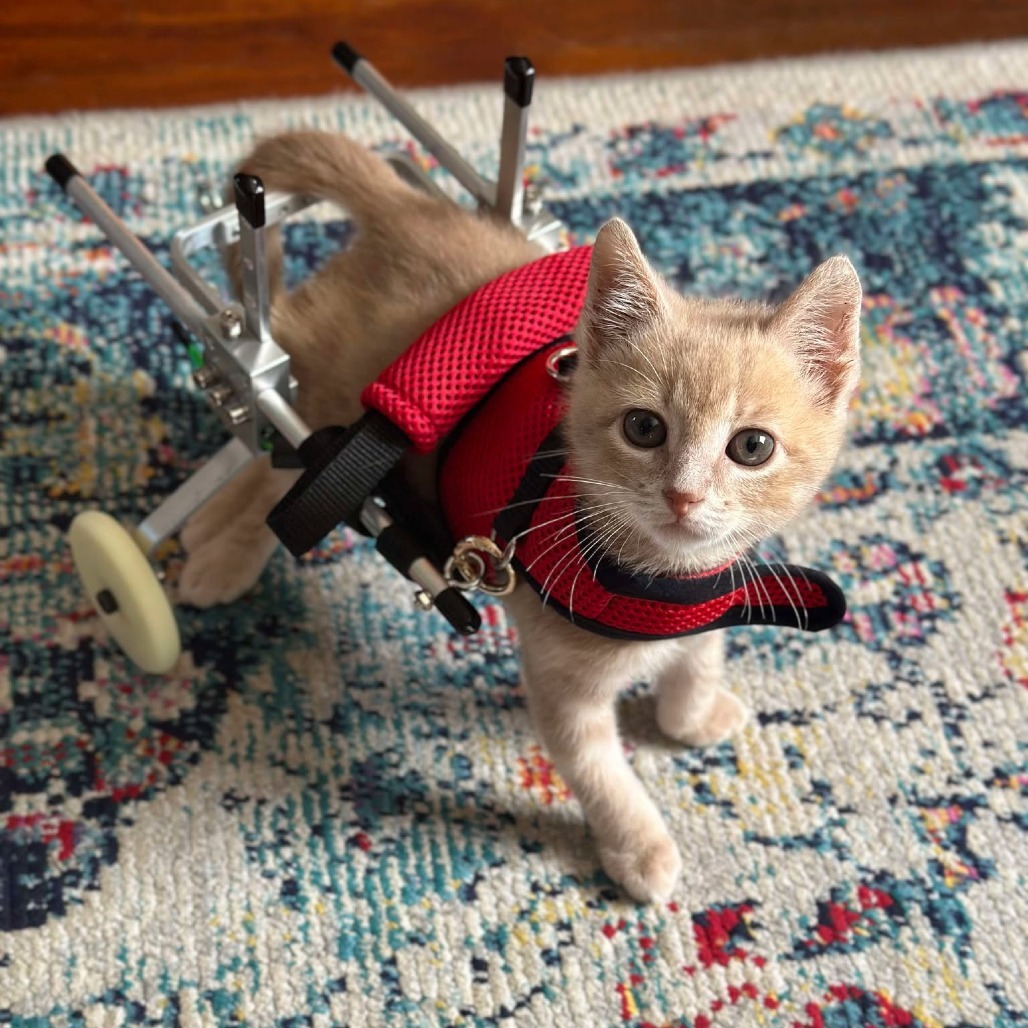 Oliver, an adoptable Domestic Short Hair in Spring Hill, KS, 66083 | Photo Image 2