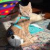 Oliver photo 3