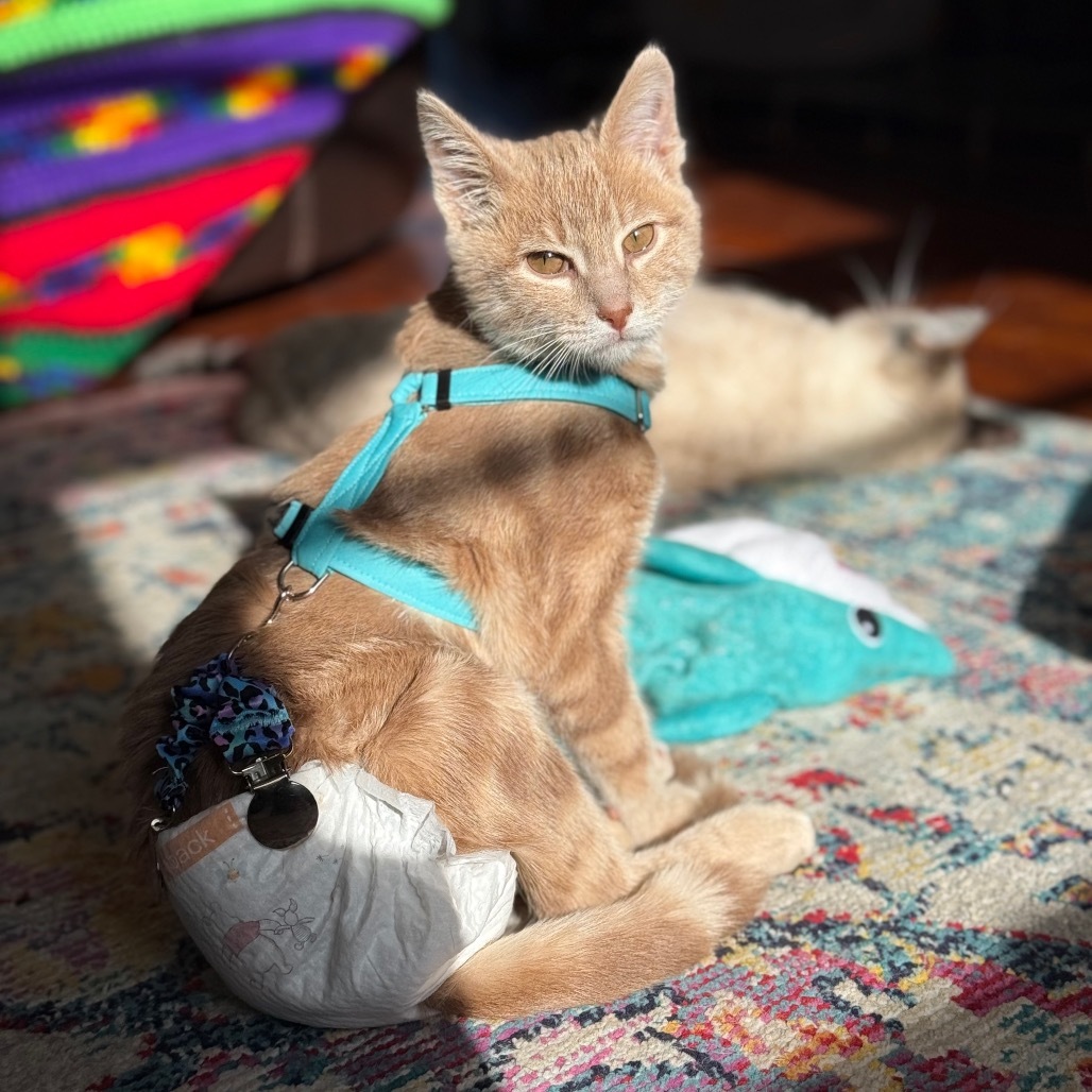 Oliver, an adoptable Domestic Short Hair in Spring Hill, KS, 66083 | Photo Image 3