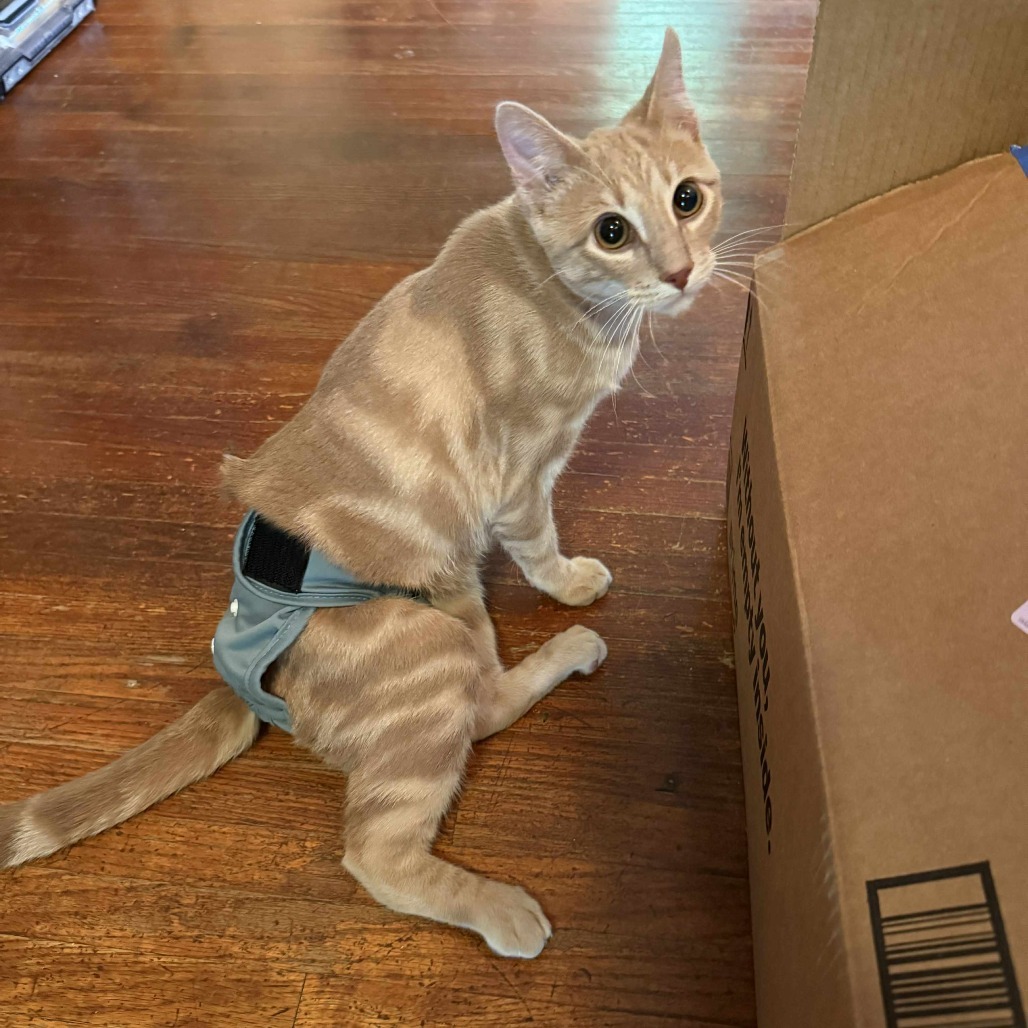 Oliver, an adoptable Domestic Short Hair in Spring Hill, KS, 66083 | Photo Image 4