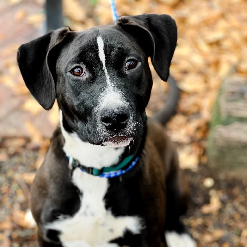 Jaci, an adoptable Pit Bull Terrier in Wadena, MN, 56482 | Photo Image 2