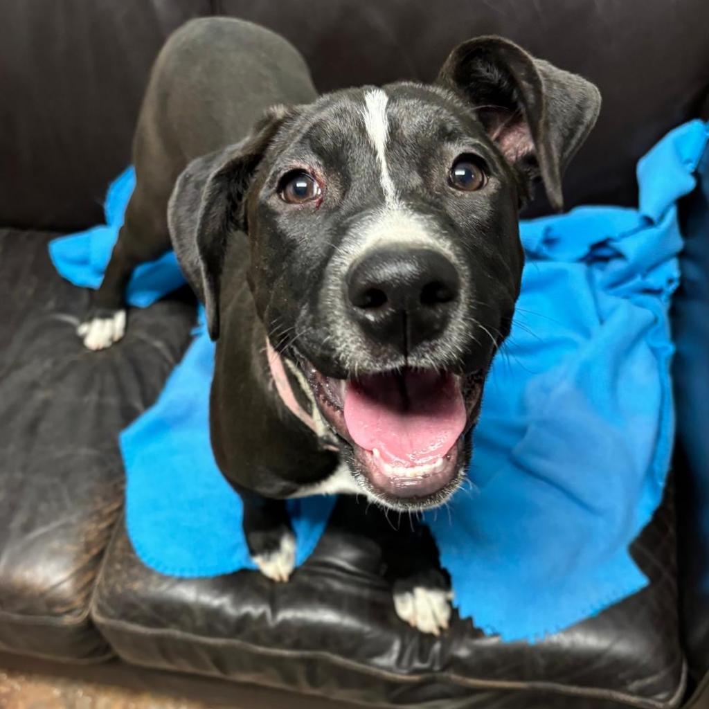 Jaci, an adoptable Pit Bull Terrier in Wadena, MN, 56482 | Photo Image 4