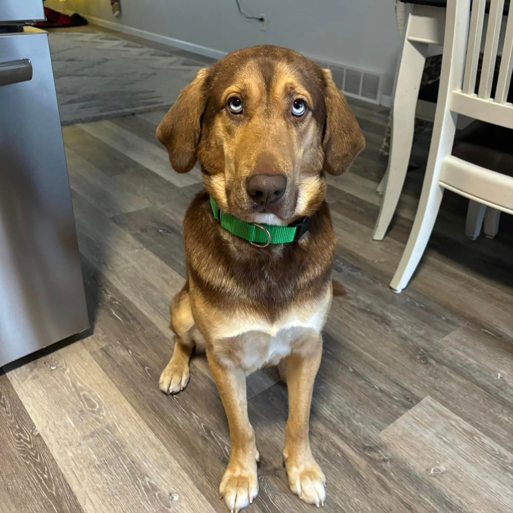 Buddy, an adoptable Mixed Breed in Bismarck, ND, 58507 | Photo Image 1