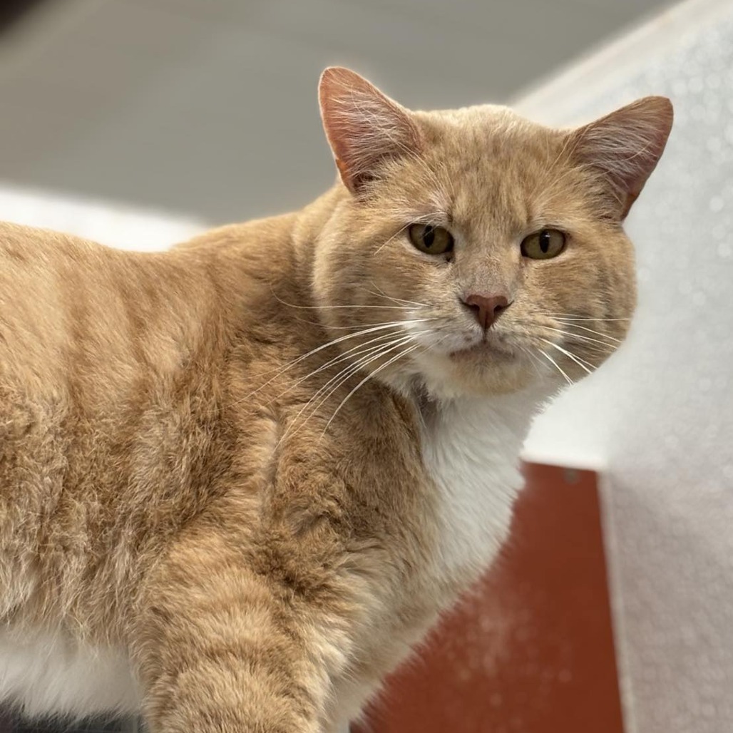 Sycamore, an adoptable Domestic Short Hair, Extra-Toes Cat / Hemingway Polydactyl in Sheridan, WY, 82801 | Photo Image 2