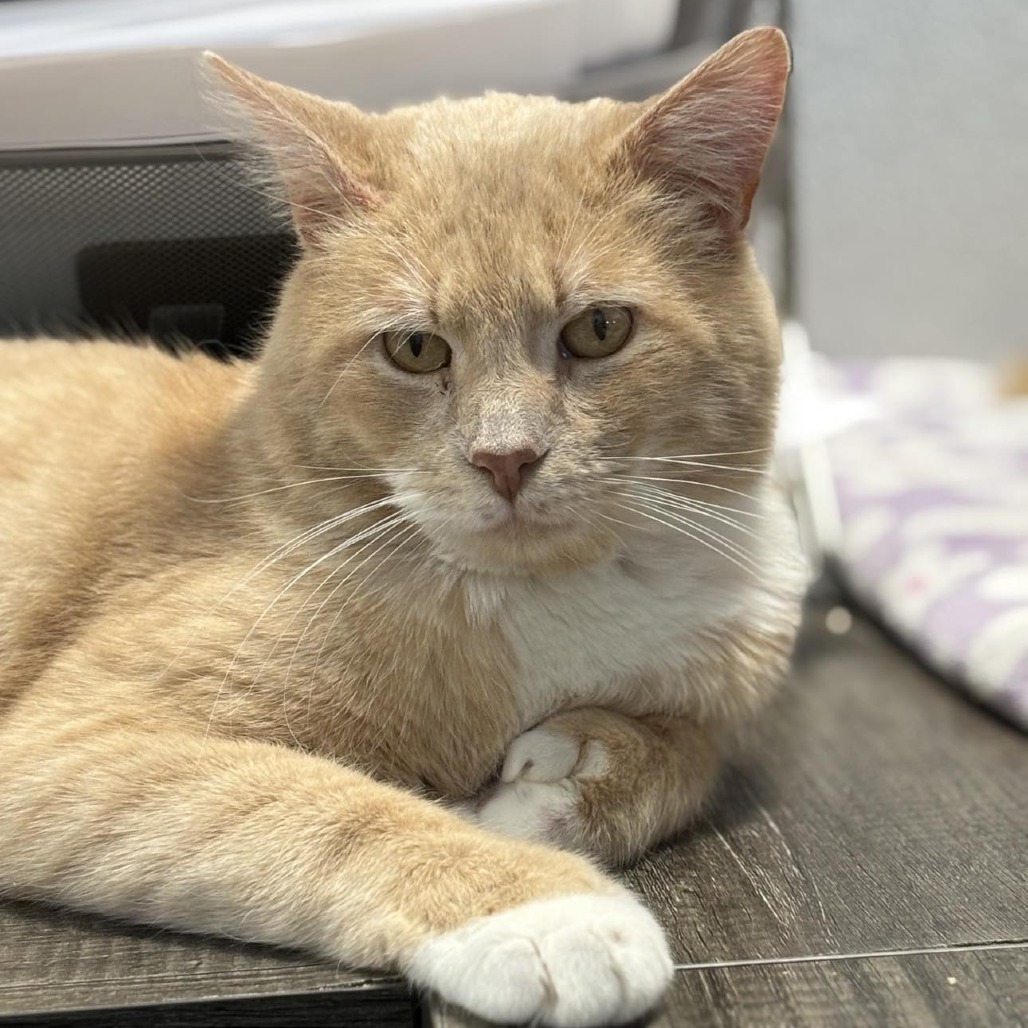 Sycamore, an adoptable Domestic Short Hair, Extra-Toes Cat / Hemingway Polydactyl in Sheridan, WY, 82801 | Photo Image 3