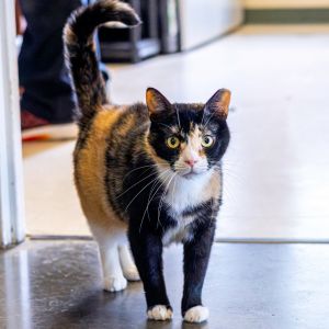 Calista, Adult Female Domestic Short Hair