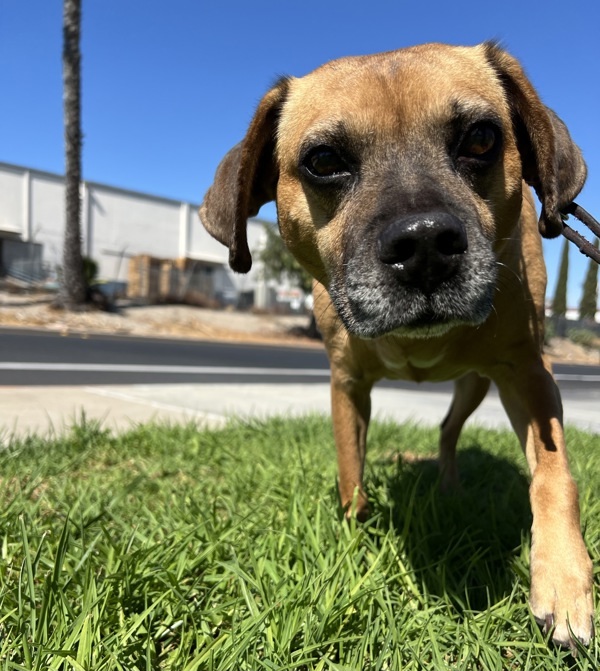 Jax, an adoptable Puggle in El Cajon, CA, 92020 | Photo Image 3