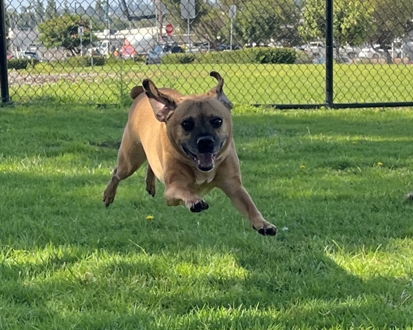 Jax, an adoptable Puggle in El Cajon, CA, 92020 | Photo Image 4